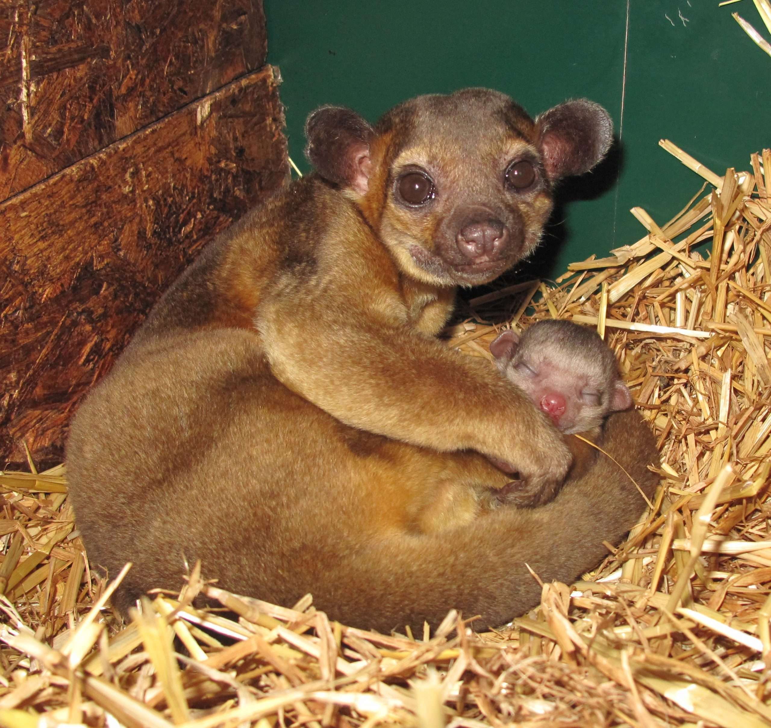 Naissance d&rsquo;un Kinkajou