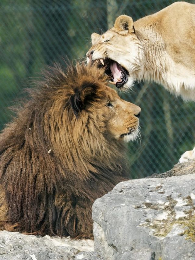 “Mais t’es sourd ou quoi ?!” 🦁🔊Quand Luna décide de faire passer un message… elle ne fait pas les choses à moitié 😆👉 À votre avis, elle lui disait quoi ? 💬📷 Jean Paul Geri