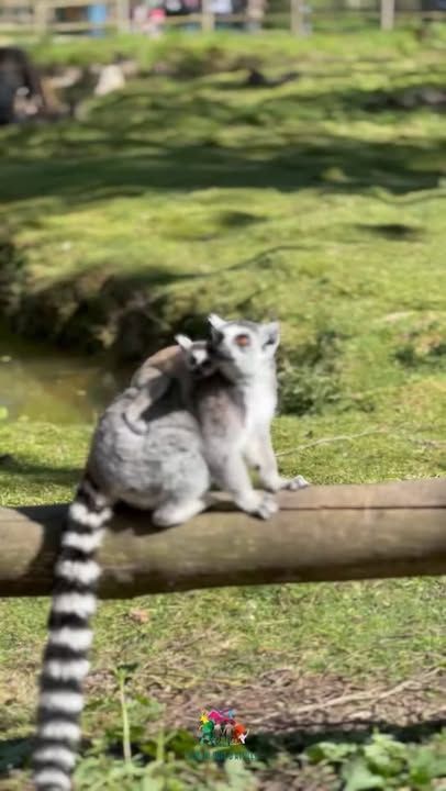 🐾🐣 Que deviennent les animaux nés au zoo ?C’est une question qui revient souvent 👀Dans cette vidéo, Monsieur Charpentier vous explique ce qu’il advient des jeunes nés au parc : certains restent lorsqu’il est possible de les intégrer durablement au groupe, tandis que d’autres rejoignent d’autres parcs dans le cadre d’échanges encadrés.Un fonctionnement essentiel pour assurer le bien-être des animaux et maintenir un équilibre au sein des groupes 🙏