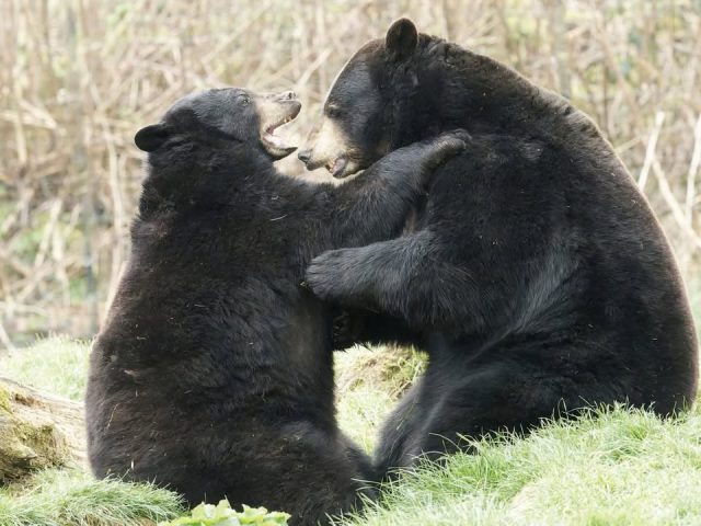 🐻💚 Un moment de complicité comme on les aimeQuébec et Tchaky en pleine partie de jeu… une scène toujours agréable à observer 👀
Entre énergie et bonne entente, ces deux-là ne manquent jamais une occasion de partager ces instants ensemble 😄📷 Jean Paul Geri