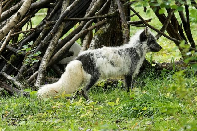Mue en cours 👀☀️Un joli pelage d’été en préparation chez nos renards polaires !📷 Jean Paul geri