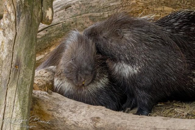 🦔💞 Séance de papouilles chez les porc-épicsOui oui, même avec des piquants… il y a de la tendresse 😄
Un joli moment de proximité capturé au bon instant 👀📷 Rodolphe Bianchi