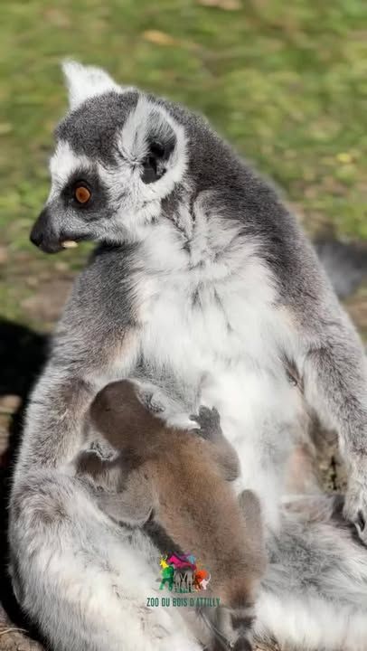 😌🐒 Vous avez passé une mauvaise semaine ?Prenez quelques secondes… et laissez-vous happer par ce moment tout simple : une maman maki qui prend soin de son petit🥹Alors, comment vous sentez vous maintenant ? 😊💬