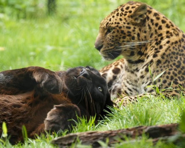 Blacky et Ilya, les inséparables 💖📷 Jean Paul Geri