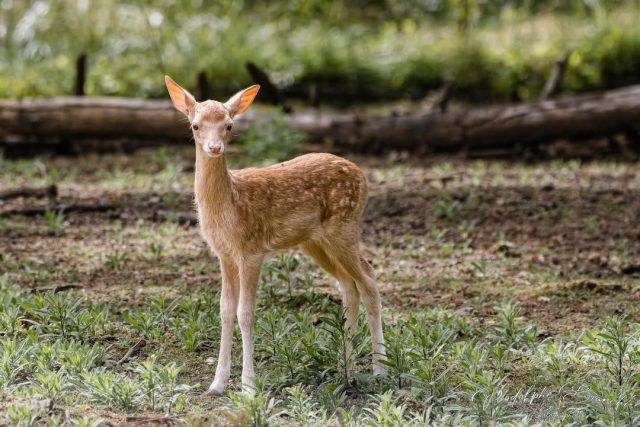 🦌 Des nouvelles de notre petit faon !Née à la mi-juin, notre jeune daine grandit à merveille aux côtés de sa maman et du reste du groupe 🤎Un grand merci à Rodolphe Bianchi pour ce tendre moment immortalisé 📷✨Avez-vous déjà eu la chance de les apercevoir ensemble lors de votre visite ?  💬