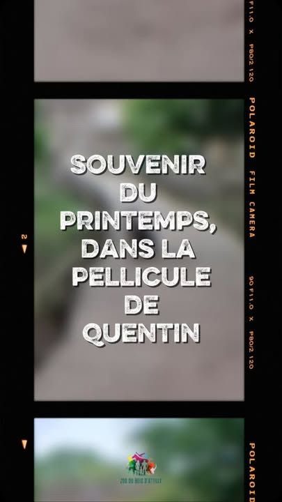 🌸🦘 Petit retour au printemps...Quentin, notre magicien des espaces verts, avait immortalisé une scène aussi drôle que craquante : bien installé dans la poche de sa maman, notre jeune wallaby tentait, lui aussi, d’attraper la branche qu’elle était en train de grignoter. 🥹🌿Visiblement, partager le repas de maman, c’est important... même quand on est encore bien au chaud dans sa poche ! 💚Difficile de ne pas craquer devant une scène comme celle-ci, vous ne trouvez pas ? 🥰