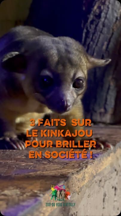 Après cette vidéo, vous aurez officiellement 3 faits de plus pour briller en société. 😌✨🦝 Avec sa longue queue et son incroyable agilité, on le prend souvent pour un singe… Pourtant, le kinkajou est en réalité un proche cousin du raton laveur, appartenant à la famille des Procyonidés !👅 Il possède une langue pouvant mesurer jusqu’à 13 cm. Elle lui permet d’aller chercher le nectar au cœur des fleurs, faisant de lui un précieux pollinisateur dans les forêts tropicales.🌳 Ses chevilles peuvent pivoter à près de 180°. Une adaptation qui lui permet de descendre les arbres la tête la première avec une grande agilité.👉 Lequel de ces trois faits vous a le plus surpris ? 💬