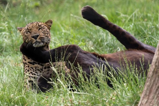 Une belle complicité entre ces deux là 🖤🐆Merci à Jean Paul Geri pour cette superbe série de clichés ! 📷
