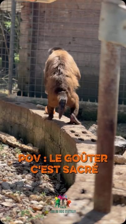 🍉🧊 Mission du jour : récupérer son glaçon… et partir avec le plus vite possible ! 😂Lors des fortes chaleurs, nos soigneurs préparent des glaçons aux fruits pour aider les animaux à se rafraîchir tout en les occupant.Notre capucin Djamel, lui, n’a pas perdu une seconde : une fois son trésor récupéré, il est parti en courant pour en profiter tranquillement. 😄