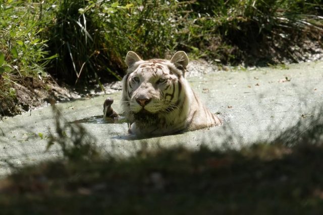 🐅💦 Parce qu'il n'y a pas que Sangha qui profite de la mare chez nos tigres !Hyun aussi adore profiter d'un bon bain ! À votre avis, quelle était sa couleur en ressortant de l'eau ? 😅📷 Jean Paul Geri