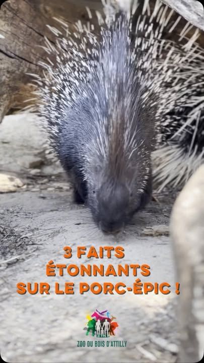 🦔 3 faits étonnants sur le porc-épic !Le porc-épic est souvent entouré d’idées reçues… Pourtant, il cache de nombreuses particularités surprenantes !Voici trois faits que vous ne connaissiez peut-être pas 👇🪶 Il ne lance pas ses piquants. Contrairement à ce que l’on entend souvent, ils se détachent uniquement lorsqu’un prédateur entre en contact avec lui.🦷 Ses incisives poussent toute sa vie. Comme tous les rongeurs, il doit régulièrement ronger de l’écorce, des branches ou d’autres végétaux pour les user.🪇 Il prévient avant de se défendre. En cas de danger, il peut faire vibrer les piquants de sa queue pour produire un bruit de cliquetis, une façon d’avertir qu’il vaut mieux garder ses distances.👉 Lequel de ces trois faits vous a le plus surpris ? 💬