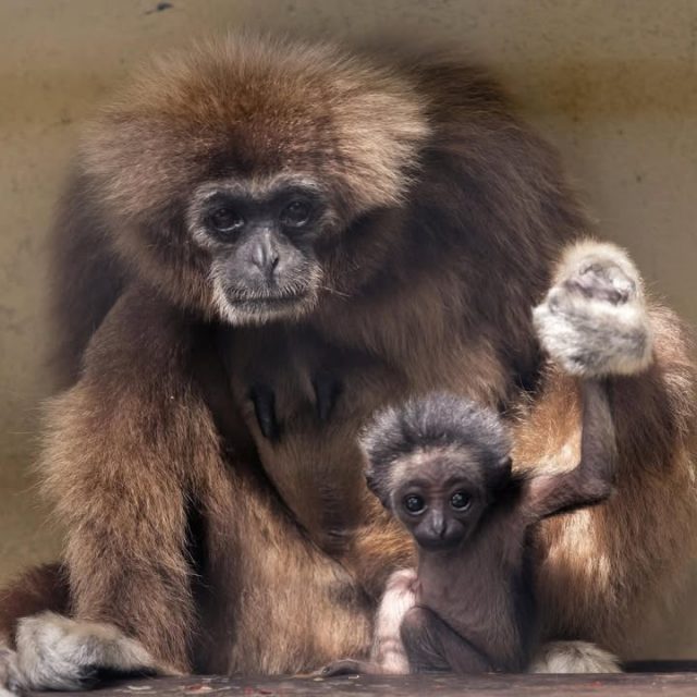 Des nouvelles de notre petit gibbon ! 🐒💚Notre jeune gibbon continue de bien grandir aux côtés de Jane, sa maman. De jour en jour, il gagne en assurance et se montre de plus en plus curieux de tout ce qui l'entoure, pour le plus grand plaisir des soigneurs… et des visiteurs. 🥰Merci à Jean Paul Geri pour cette jolie série de clichés !