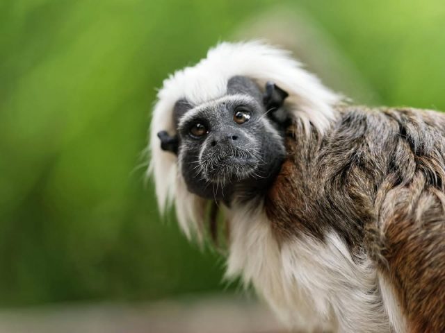 Un regard qui ne passe pas inaperçu... 🧡Aujourd'hui, c'est l'un de nos tamarins pinchés qui prend la pose devant l'objectif de Jean Paul Geri, qui signe ce magnifique portrait.Derrière sa petite taille se cache un primate aussi vif que curieux, toujours en éveil. 🐵📸 Merci à Jean Paul Geri pour cette superbe photo.