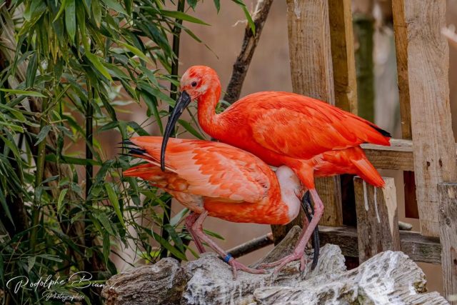 Une touche d'éclat au cœur du zoo. ❤️Avec leur plumage flamboyant, les ibis rouges ne passent jamais inaperçus. Élégants et fascinants, ils offrent toujours un magnifique spectacle à ceux qui prennent le temps de les observer.📸 Un grand merci à Rodolphe Bianchi pour cette superbe photo.💬 Avez-vous déjà eu l'occasion de les admirer lors de votre visite au Zoo du Bois d'Attilly ?