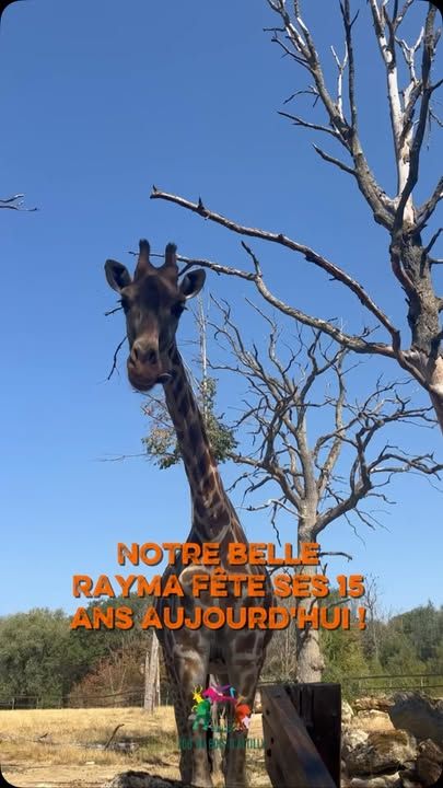 Aujourd’hui, nous fêtons les 15 ans de Rayma ! 🦒🥳Toute l’équipe du Zoo du Bois d’Attilly lui souhaite un très joyeux anniversaire ! 💚🎂 N’hésitez pas à lui laisser un petit message en commentaire !