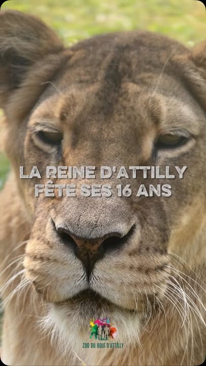 🎉 Aujourd’hui, c’est au tour de Luna de souffler ses 16 bougies ! 🦁🥳Notre belle lionne fête ses 16 ans ! Une nouvelle occasion pour toute l’équipe de lui souhaiter un très joyeux anniversaire. 💚Du haut de son rocher ou lors de ses moments de complicité avec Basty, Luna continue de faire le bonheur de nos visiteurs, petits comme grands.🎂 A vos commentaires pour la célébrer aujourd’hui !