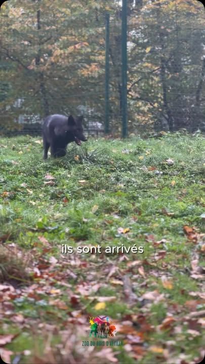 🐺 Un an après leur arrivée… que deviennent Sirius et Kimeya ? 🖤Nos deux jeunes loups noirs ont bien évolué depuis leurs premiers pas au Zoo du Bois d’Attilly !Aujourd’hui, Monsieur Charpentier vient vous donner de leurs nouvelles et vous en dire un peu plus sur leur évolution depuis leur arrivée. 🎥🐾On vous laisse les retrouver en vidéo !