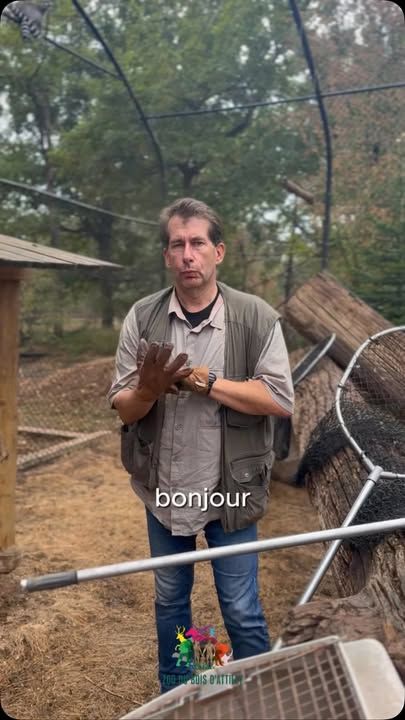 🐒 Direction les coulisses du parc !Nos jeunes makis cattas ont récemment été pris en charge pour une étape importante de leur suivi : leur identification par puce électronique.Un petit dispositif qui permet d’attribuer à chaque individu une identification unique et de garantir son suivi tout au long de sa vie.L’occasion également pour nos équipes de suivre de près nos jeunes pensionnaires qui ont déjà bien grandi ! 🤎On vous emmène découvrir cette opération en images. 🎥