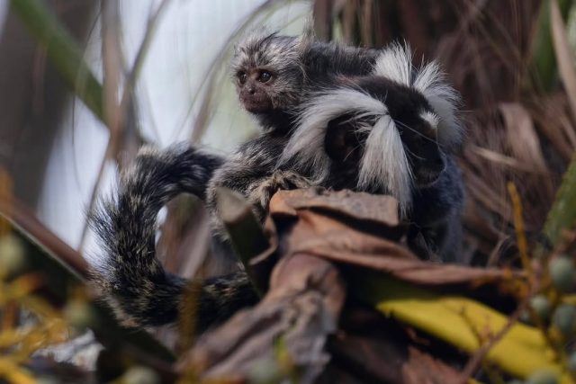 🐒🤎 Notre petit ouistiti grandit bien !Toujours bien installé sur son papa, il continue de grandir et devient peu à peu plus facilement observable. De quoi profiter davantage de cette adorable petite frimousse lors de vos visites. 🥰📸 Un joli moment de complicité capturé par Jean-Paul Geri.