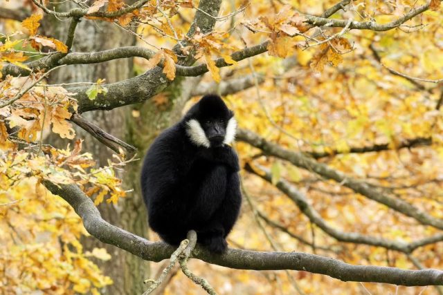 🍂❄️ Les températures baissent, les journées raccourcissent… mais le Zoo du Bois d’Attilly reste ouvert !Eh oui, le parc vous accueille toute l’année, même en hiver. 🐾Chaque saison offre une autre façon de découvrir le zoo, son environnement boisé et ses pensionnaires. Alors, sortez les manteaux et profitez d’une balade au grand air pour venir leur rendre visite ! 🧣🌳Qui a déjà testé le zoo en version automne/hiver ? 👀